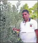  ?? HT ?? Rudra Pratap in his orchard.