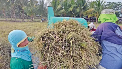  ?? FILE PHOTO ?? EMPOWERING FARMERS. The Republic Act (RA) 11203, an act that lifts restrictio­ns on rice importatio­ns, is seen to benefit rice farmers directly.