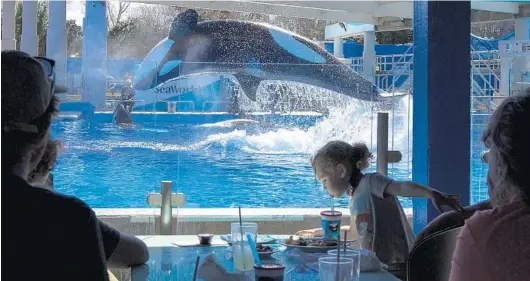  ?? SAM THOMAS / ORLANDO SENTINEL ?? Visitors eat lunch and watch an orca jump from the pool as part of SeaWorld’s Dine with Orcas experience.