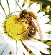  ??  ?? Die Wildbiene auf dem Gänseblümc­hen wurde im Garten von Michaela Schlamp aus Marxheim (Kreis Donau‰Ries) entdeckt.