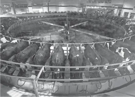  ?? MARK HOFFMAN/ USA TODAY NETWORK ?? Cows are milked on a rotary milking parlor at Pagel’s Ponderosa Dairy in Kewaunee, Wis. The farm milks about 5,500 cows each day. The average size of a Wisconsin dairy farm is about 150 cows.