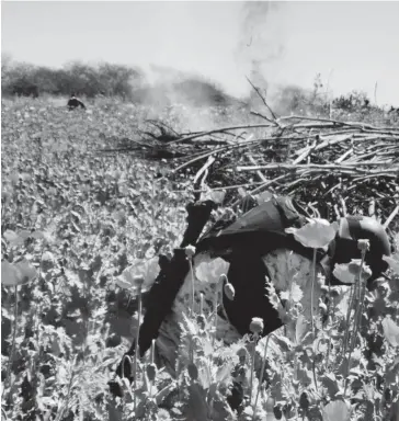  ?? FOTO: HERNÁN ALFARO ?? Las plantas de amapola fueron quemadas en el sitio por los castrenses.