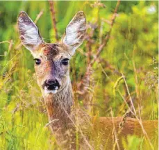  ?? ARCHIVFOTO: DEUTSCHE WILDTIER STIFTUNG ?? Zur Paarungsze­it zeigen sich Rehe eher weniger Scheu – sie haben andere Dinge im Sinn. Deshalb sollten Autofahrer derzeit besonders aufmerksam sein.