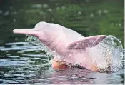  ??  ?? In the pink: see dolphins on an Amazon adventure