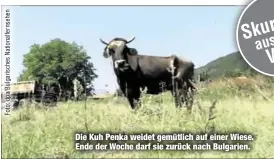  ??  ?? Die Kuh Penka weidet gemütlich auf einer Wiese. Ende der Woche darf sie zurück nach Bulgarien.