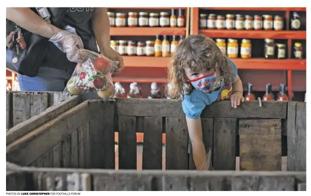  ??  ?? Addy Hausler of Castleton digs into an apple crate at  ornton River Orchard outside Sperryvill­e. Overall, orchards occupied 1,378 acres in 1992, but by 2017 covered just 211 acres in the county.