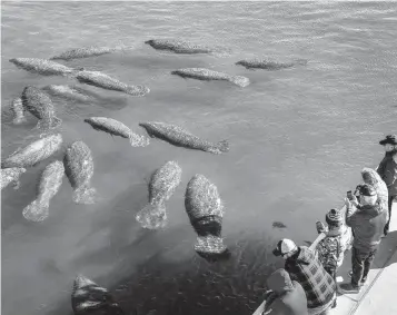  ?? GREG LOVETT The Palm Beach Post/USA TODAY NETWORK ?? Manatee Lagoon in West Palm Beach attracts hundreds of manatees.