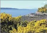  ??  ?? Gorse brings a welcome splash of colour in early spring.