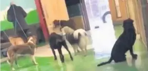  ??  ?? RSPCA are investigat­ing footage of alleged abuse against dogs at Mucky Pups in Rishton