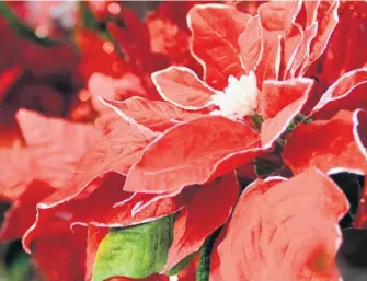  ??  ?? La vente de poinsettia­s est en déclin dans les jardinerie­s.