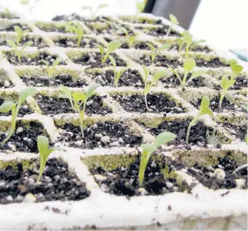  ?? LEE REICH/AP ?? After three or four weeks, these lettuce plants will fill their cells and should be ready to transplant outdoors.