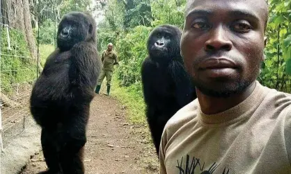  ??  ?? Mathieu Shamavu poses for a photo with the orphaned gorillas Nkakazi and Ndeze. Photograph: Mathieu Shamavu/AP