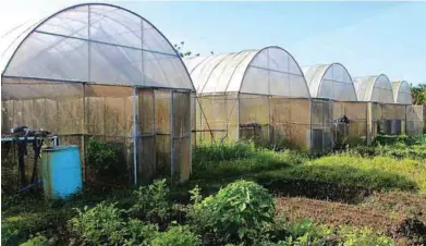  ??  ?? Fresh Start Organic Farm maintains several greenhouse­s which are regularly manned by reliable and experience­d farmhands.