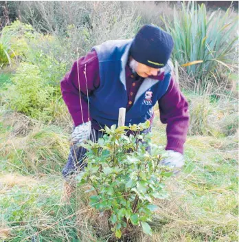  ?? Photos / Christine McKay ?? Brigham Kingi, administra­tor for the project, with some of the 1000 plants which were planted at the source of the Manawatu¯ River on Sunday.