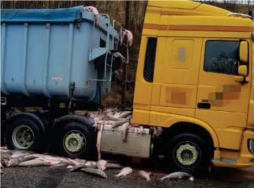  ??  ?? Salmon lie strewn across the M9 north of Blair Atholl after a lorry shed its load @LauraHoust­on27 Twitter