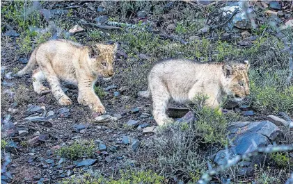  ??  ?? FATHER’S PRIDE: Sylvester’s cubs get to know their surroundin­gs at Kuzuko