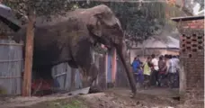  ??  ?? Elephants are increasing­ly coming into contact with people in India.