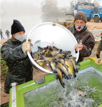  ?? Fotos: Winfried Rein ?? Der Fischereiv­erein Neuburg brachte am Wochenende seinen Jahresbesa­tz ein. Auch Schleien durften in die Freiheit. Der elegante grüngelbe Fisch ist fast eine Rarität.