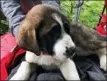  ?? The Canadian Press ?? Two St. Bernard-cross puppies are safe and warm after being rescued from the side of a cliff in a rural area of B.C.’s Fraser Valley.