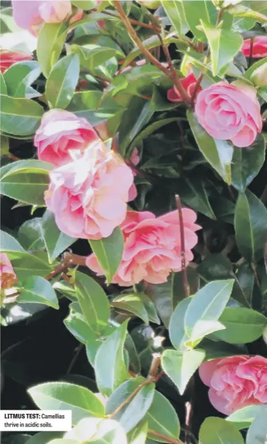  ??  ?? LITMUS TEST: Camellias thrive in acidic soils.