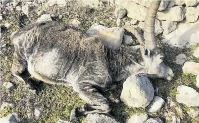  ?? JAVIER ORTÍ ?? Imagen de una cabra hispánica muerta como consecuenc­ia de la sarna sarcóptica, en la comarca de Els Ports.