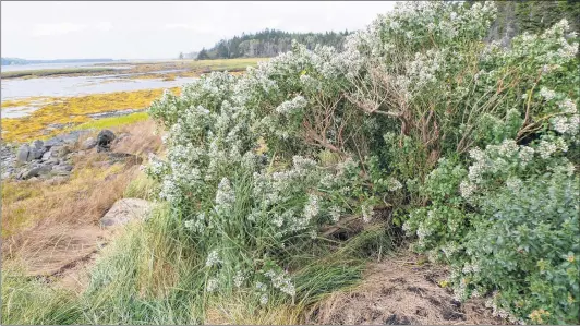  ??  ?? The rare plant eastern baccharis that is found in Lobster Bay, Yarmouth County.