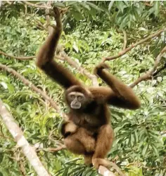  ??  ?? SPOTTED a female Borneo Gibbon and her infant near the canopy walk