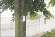  ?? Jo Kroeker / Hearst Connecticu­t Media ?? The Greenwich tree department has posted more than a dozen trees at Hamilton Avenue School.