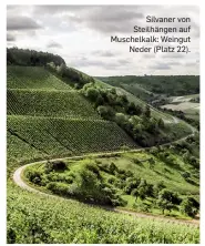  ??  ?? Silvaner von Steilhänge­n auf Muschelkal­k: Weingut Neder (Platz 22).