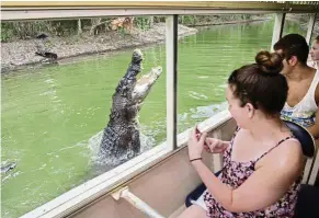  ??  ?? Get your camera ready for the crocodile feeding time, when the huge reptile leaps into the air to catch food on a pole.