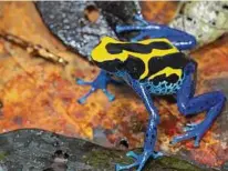  ?? J.P. Lawrence via New York Times ?? A study found white-striped frogs scared off fewer predators than frogs with yellow stripes.