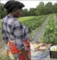  ?? LISA RATHKE — THE ASSOCIATED PRESS ?? In this July 25, 2018 photo, Janine Ndagijiman­a stands in her field of African eggplant, also called bitter ball or garden egg, in Colchester, Vt. Far from the refugee camps where she once lived, Ndagijiman­a has developed a thriving small farm business, growing African eggplants in Vermont and selling them around the country.