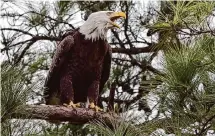  ?? Jason Fochtman/Staff file photo ?? A bald eagle is seen by Lake Woodlands in 2018. Game wardens are probing a report that someone shot and killed a bald eagle.