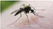  ?? FOTO: TT/ARKIV ?? Allmänhete­n ombeds nu hjälpa till med att fånga och skicka in myggor.