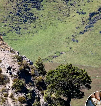  ?? ALL PHOTOS: MIKE WHITE ?? Left: Dave Viitakanga­s above the Nokomai
Valley where he’d later dislocate his kneecap.
Right: Michael Stuart and other runners cool off in the Nokomai River on the first day. Below: Race organiser
Scott Worthingto­n checks the competitor list on the race’s first night. At right is the Revenant whisky bottle, which runners tap to signify they’ve pulled out, and only finishers get to taste.