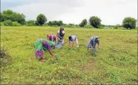  ??  ?? Farmers harvest matured soybean from the damaged crop in Sangod region.
HT PHOTO