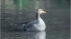  ?? Picture: Getty Images. ?? A greylag goose.