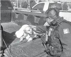  ??  ?? Procede. Un oficial de la Policía Municipal abanderó el área, mientras llegaba la Policía Ambiental para resguardar al animal.