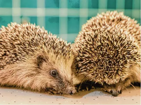  ??  ?? Wer verletzte oder ausgezehrt­e Igel findet, sollte sie zum Tierarzt oder in eine Igelstatio­n bringen.