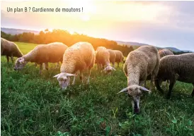  ??  ?? Un plan B ? Gardienne de moutons !