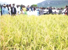  ?? ?? First Lady Dr Auxillia Mnangagwa (left, front row) admires a Nerica 7 rice field during a tour in Marange on Friday