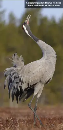  ??  ?? A displaying adult throws its head back and holds its bustle erect.