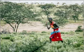  ?? PATRICK NGUGI — THE ASSOCIATED PRESS ?? A Samburu boy uses a wooden stick to try to swat a swarm of desert locusts filling the air, as he herds his camel near the village of Sissia, in Samburu county, Kenya. The most serious outbreak of desert locusts in 25years is spreading across East Africa and posing an unpreceden­ted threat to food security in some of the world’s most vulnerable countries, authoritie­s say, with unusual climate conditions partly to blame.