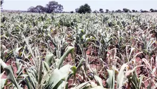  ?? ?? A wilting maize crop at a peri-urban field in Bulawayo yesterday. Crops are now showing serious moisture stress due to the prevailing prolonged dry spell