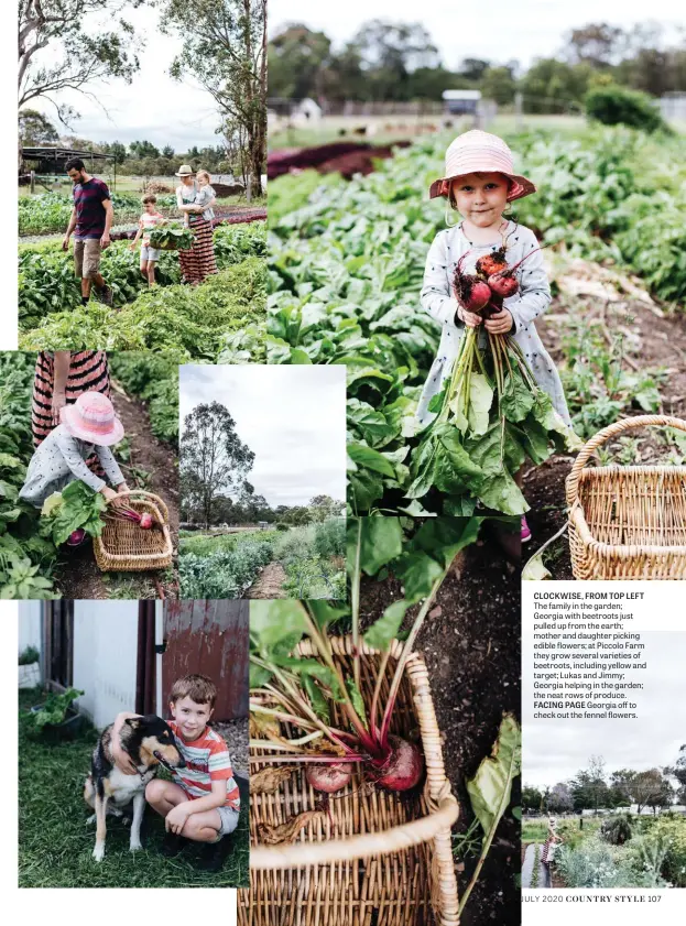  ??  ?? CLOCKWISE, FROM TOP LEFT The family in the garden; Georgia with beetroots just pulled up from the earth; mother and daughter picking edible flowers; at Piccolo Farm they grow several varieties of beetroots, including yellow and target; Lukas and Jimmy; Georgia helping in the garden; the neat rows of produce. FACING PAGE Georgia off to check out the fennel flowers.