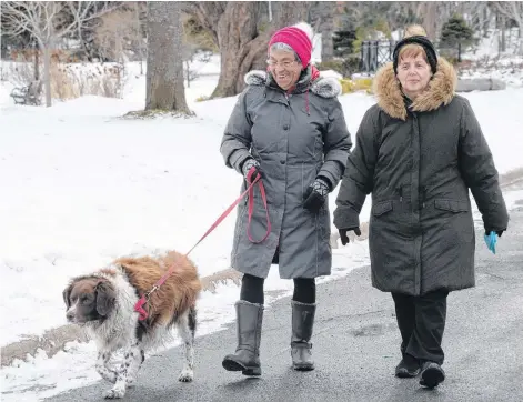  ?? GIBBONS/THE TELEGRAM ?? Wintery conditions don’t slow many pet owners from walking their dogs along city sidewalks and parks, but some dogs can feel the effects of road salt. The salt didn’t seem to bother Charlie, a nine-year-old Brittany spaniel, during a stroll in Bowring Park in St. John’s Monday with owner Marie Smith (left) and her friend, June Murphy. JOE