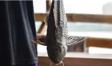  ?? — AFP file photos ?? This picture (left) taken on Sept 20, 2019 shows a fisherman holding a fish he caught at his settlement on the Thai side of the Mekong River in Chiang Rai province; Right picture taken on May 29, 2013 shows a fisherman taking a fish out of his net as he sits on his boat on the Mekong River in Wiang Kaen, a district in the northern Thai province of Chiang Rai bordering Laos.