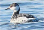  ??  ?? There have been only two confirmed sightings of the horned grebe or Slavonian grebe in India. HT PHOTO