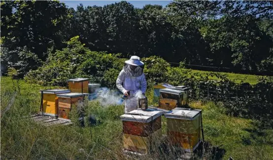  ?? PHOTOS BY ERIN CLARK/GLOBE STAFF ?? Annie Christie blew smoke near a hive to calm the bees while tending to the hives in Stow, Mass. The idea behind Best Bees Company’s SmartHive is simple: to use technology to keep bees healthy and abundant.