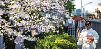  ?? AFP photo ?? A woman poses under the blooming cherry blossoms at Sumida Park, near the famous tourism spot of Asakusa district in Tokyo. Climate change is making Japan’s famous cherry blossoms appear earlier on average—